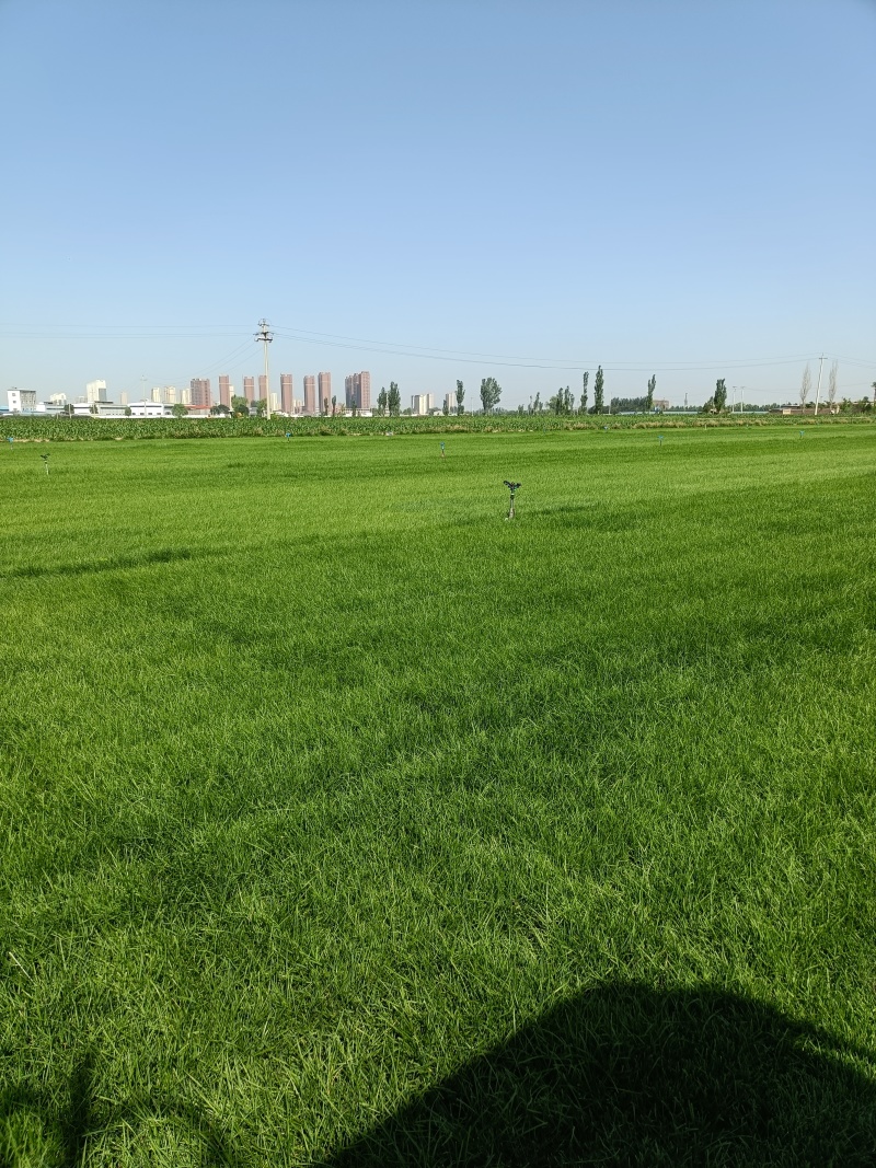精品草皮，基地自产自销