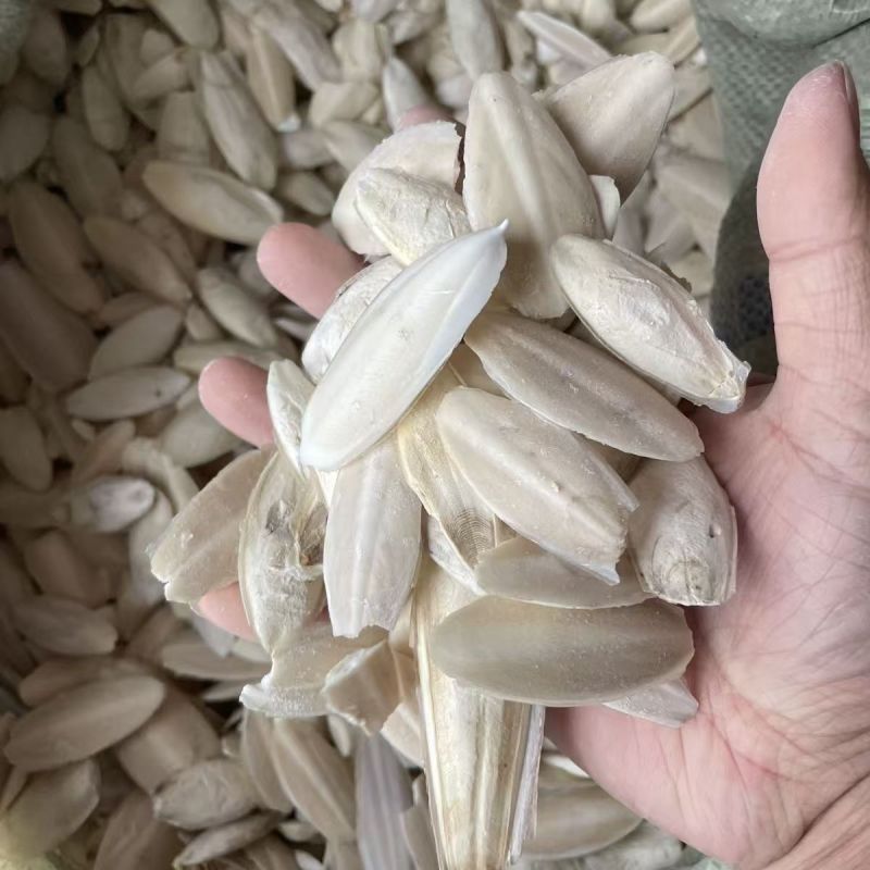 海螵蛸各种规格海螵蛸墨鱼骨批发零售量大从优