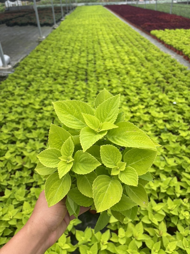 彩叶草
