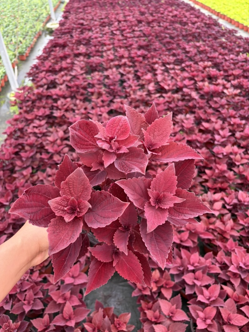 彩叶草