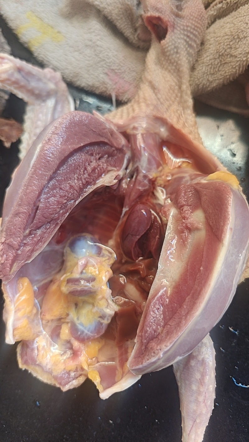 今日老肉鸽50一只