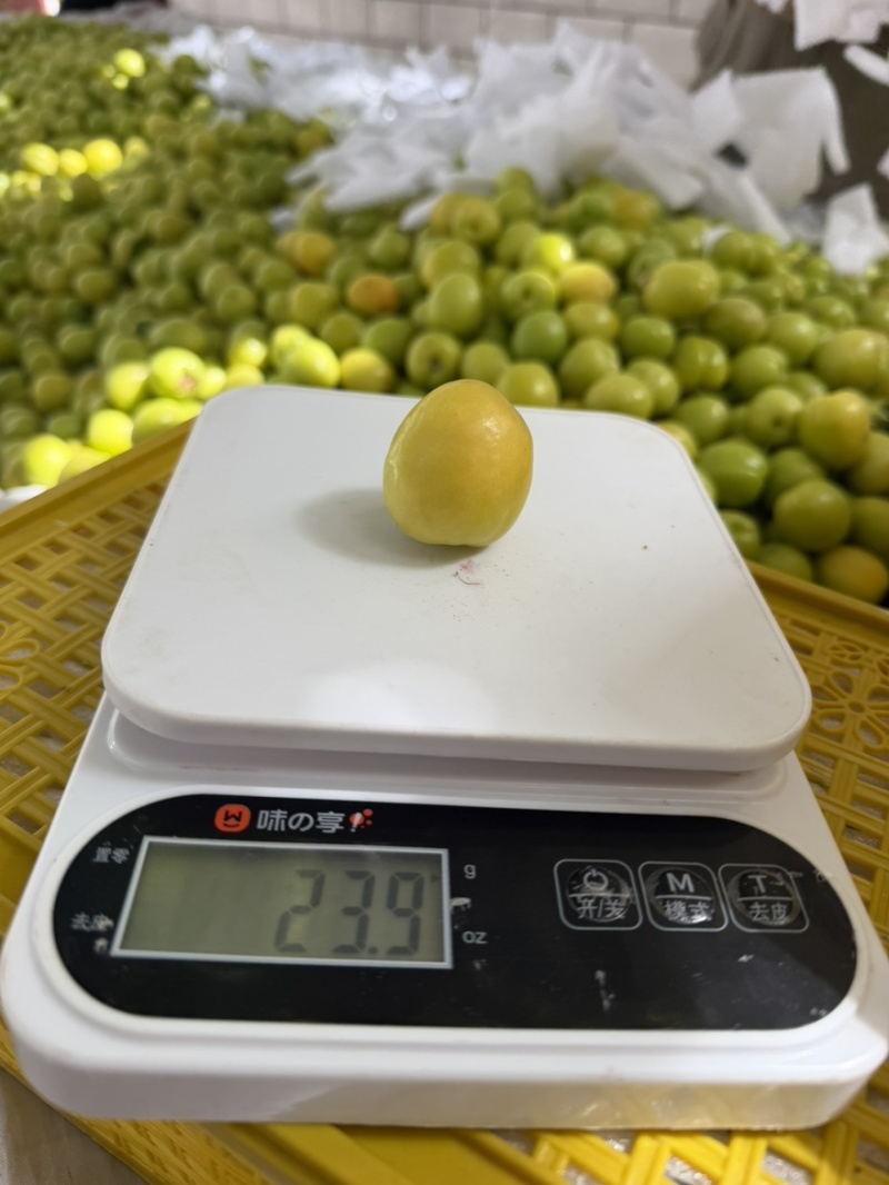轮台小白杏