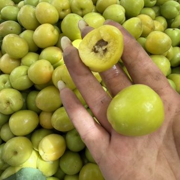 轮台小白杏