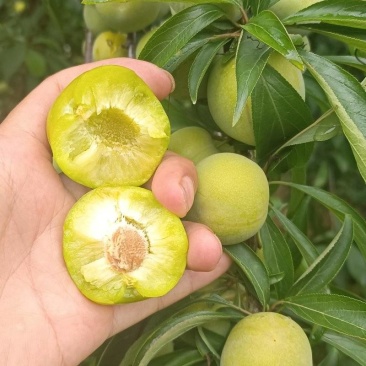 李子，青脆皮，个头均匀，口感脆甜，每天可大量供应