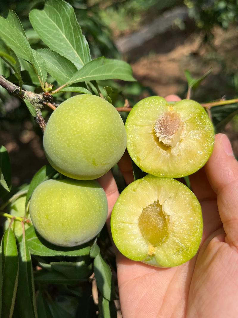 李子，青脆皮，个头均匀，口感脆甜，每天可大量供应