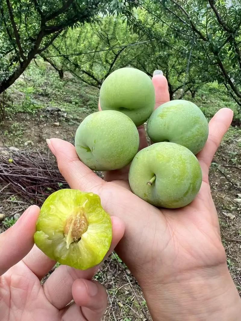 李子，青脆皮，个头均匀，口感脆甜，每天可大量供应