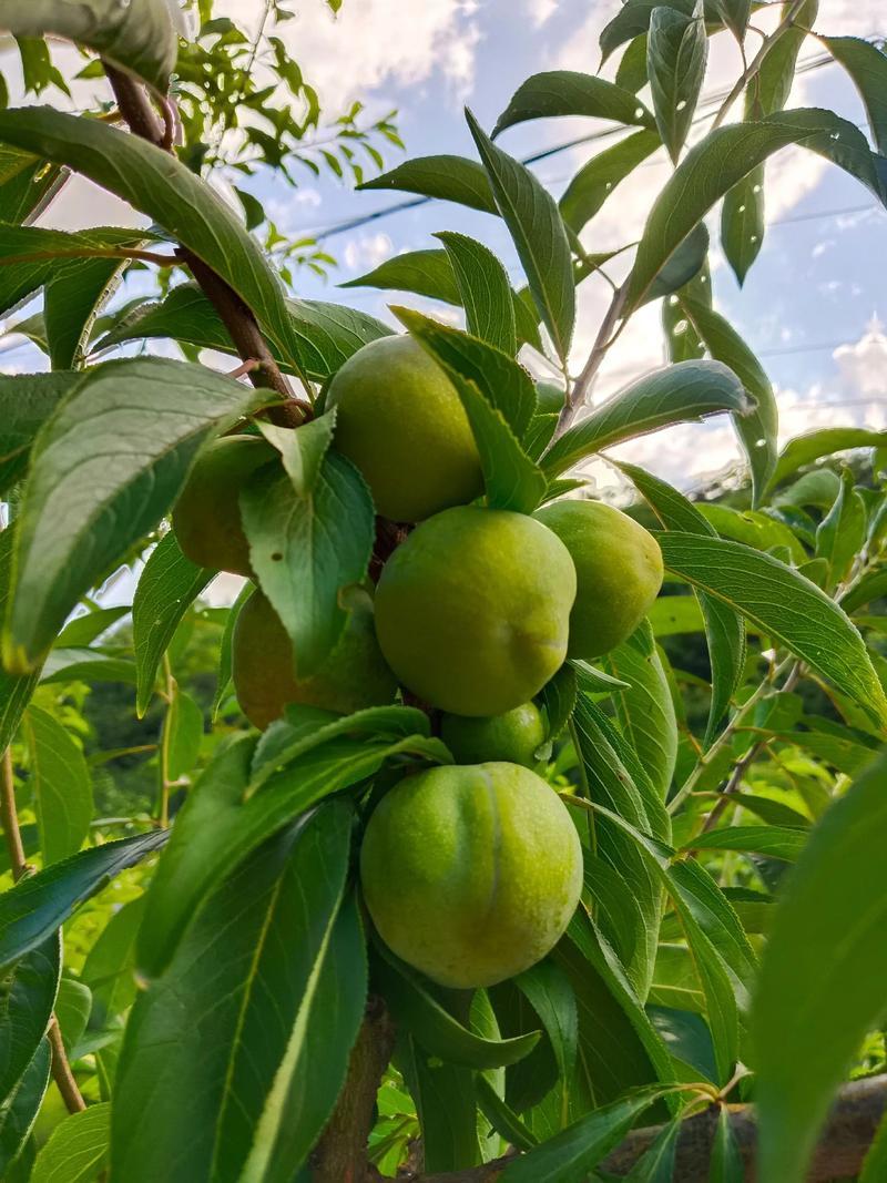 李子，青脆皮，个头均匀，口感脆甜，每天可大量供应