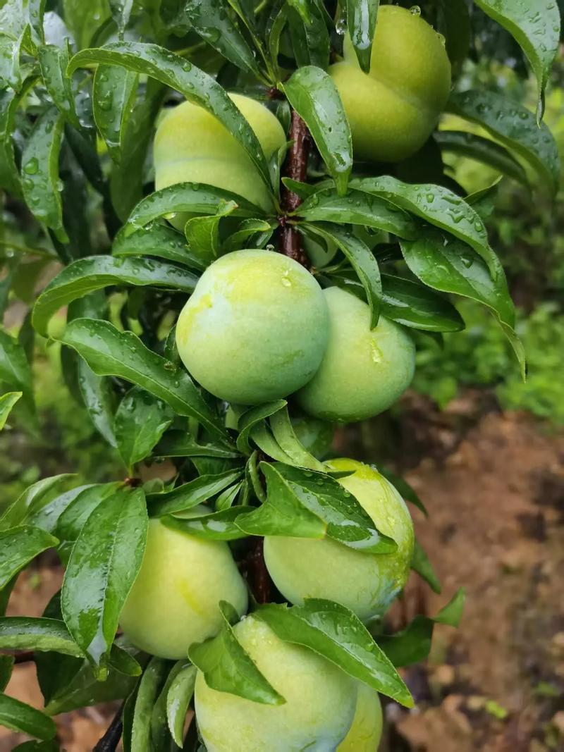 李子，青脆皮，个头均匀，口感脆甜，每天可大量供应