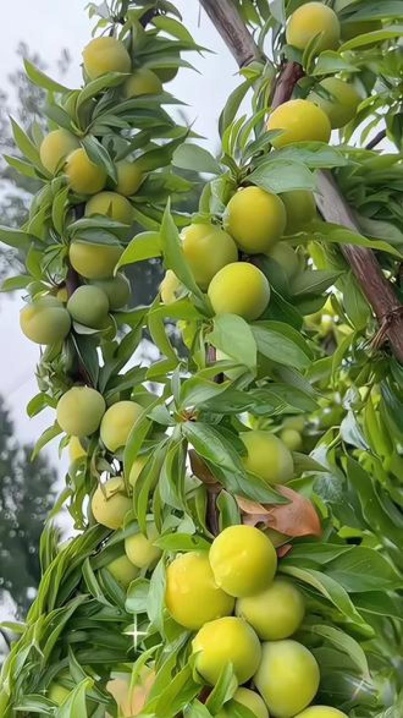 李子，青脆皮，个头均匀，口感脆甜，每天可大量供应