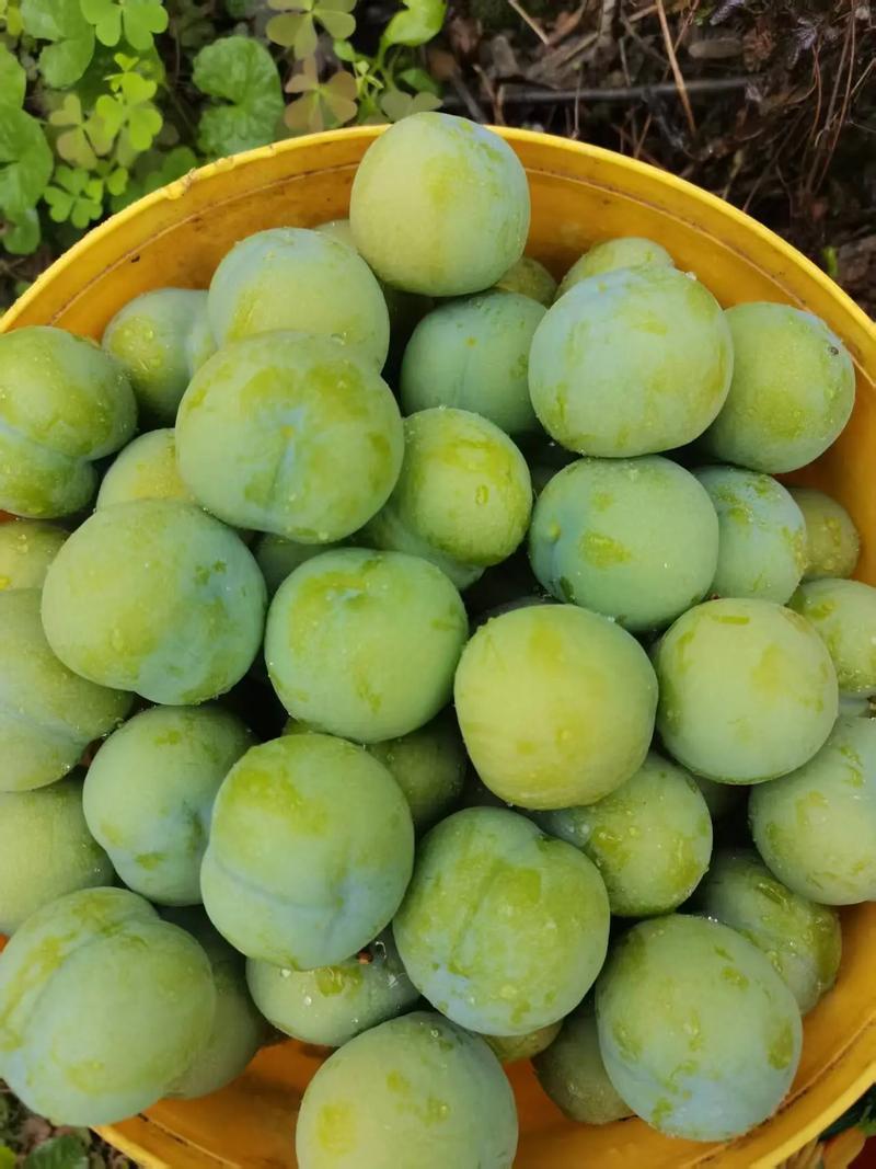李子，青脆皮，个头均匀，口感脆甜，每天可大量供应