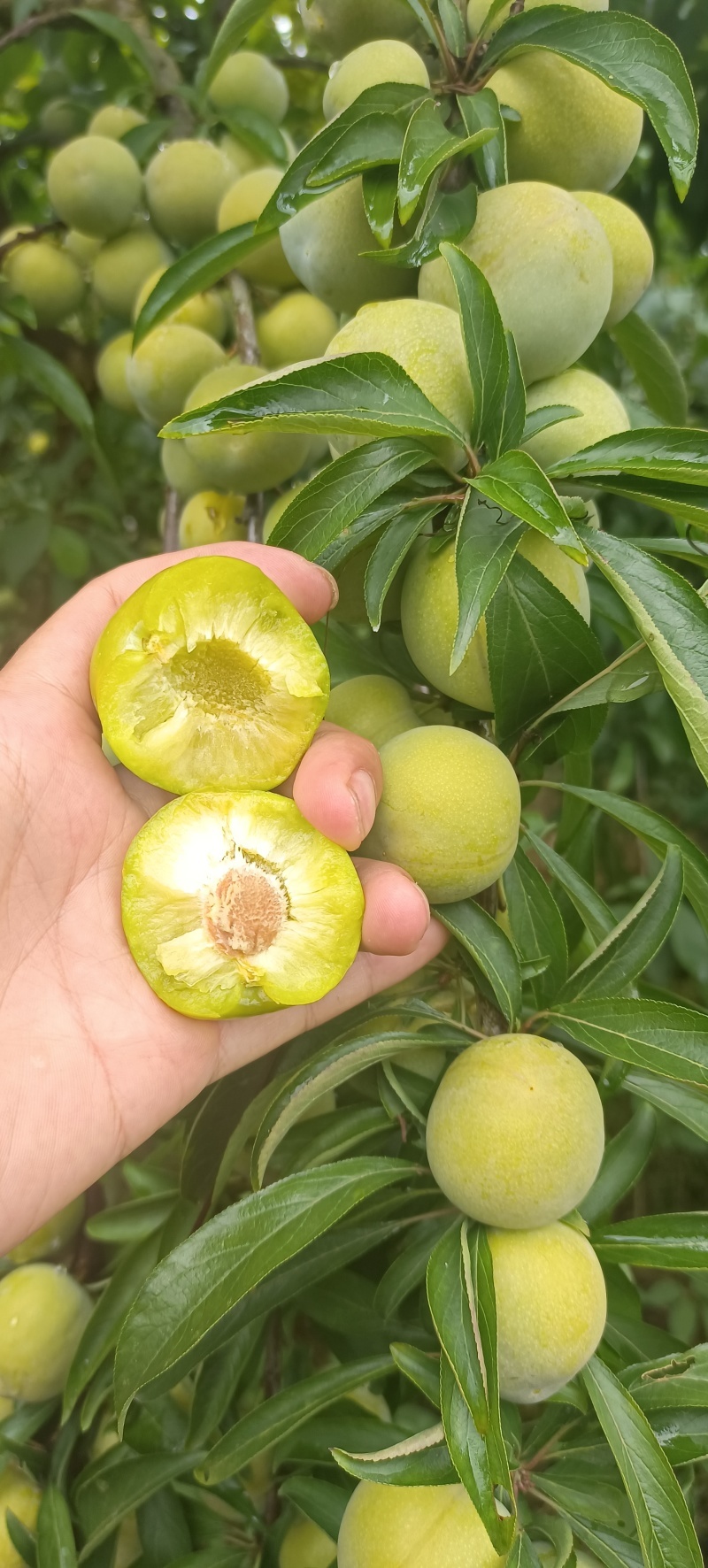 李子，青脆皮，个头均匀，口感脆甜，每天可大量供应