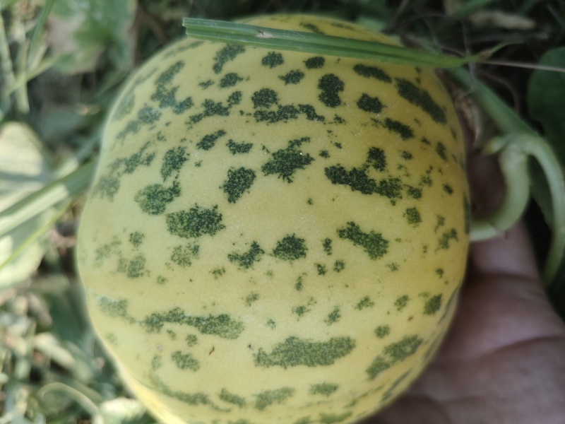 八里香花蜜甜瓜