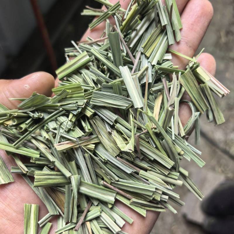 香茅草云南柠檬香茅草