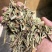 香茅草云南柠檬香茅草