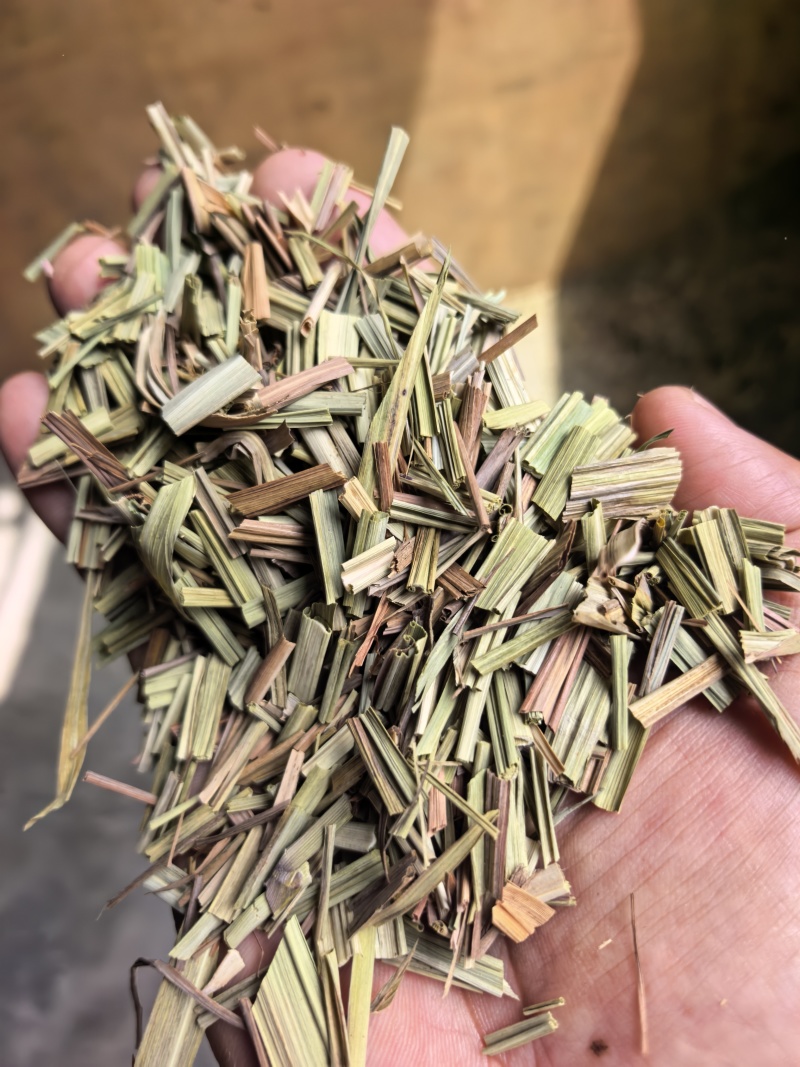 香茅草云南柠檬香茅草