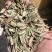 香茅草云南柠檬香茅草