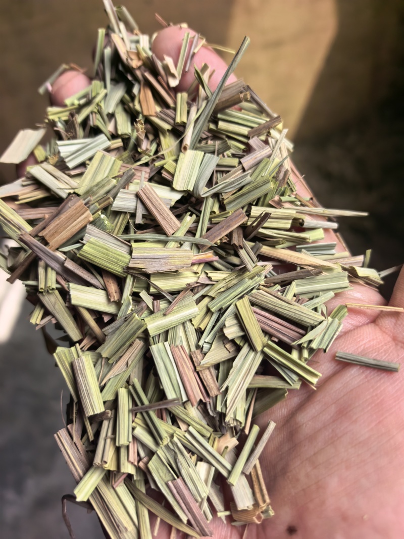 香茅草云南柠檬香茅草