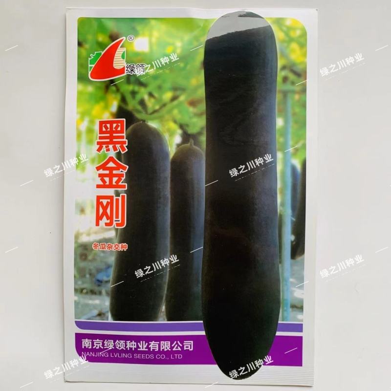 绿领黑金刚冬瓜种子炮弹型特大杂交黑皮冬瓜种子皮色墨绿
