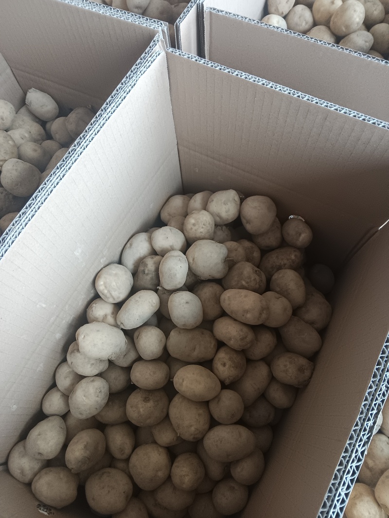 湖北恩施富硒马尔科土豆承接单位食堂大客户订购