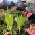 露天紫花白芨驯化苗源头基地实地考察量大从优欢迎来电
