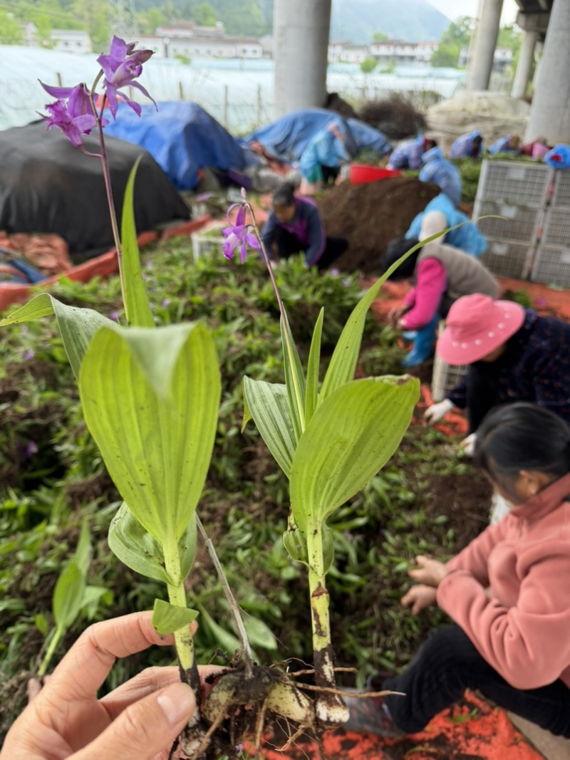 露天紫花白芨驯化苗源头基地实地考察量大从优欢迎来电