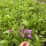 露天紫花白芨驯化苗源头基地实地考察量大从优欢迎来电