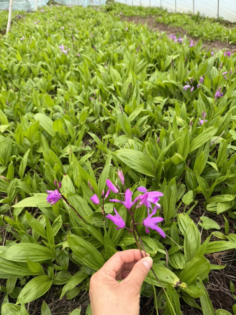 露天紫花白芨驯化苗源头基地实地考察量大从优欢迎来电
