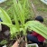 露天紫花白芨驯化苗源头基地实地考察量大从优欢迎来电