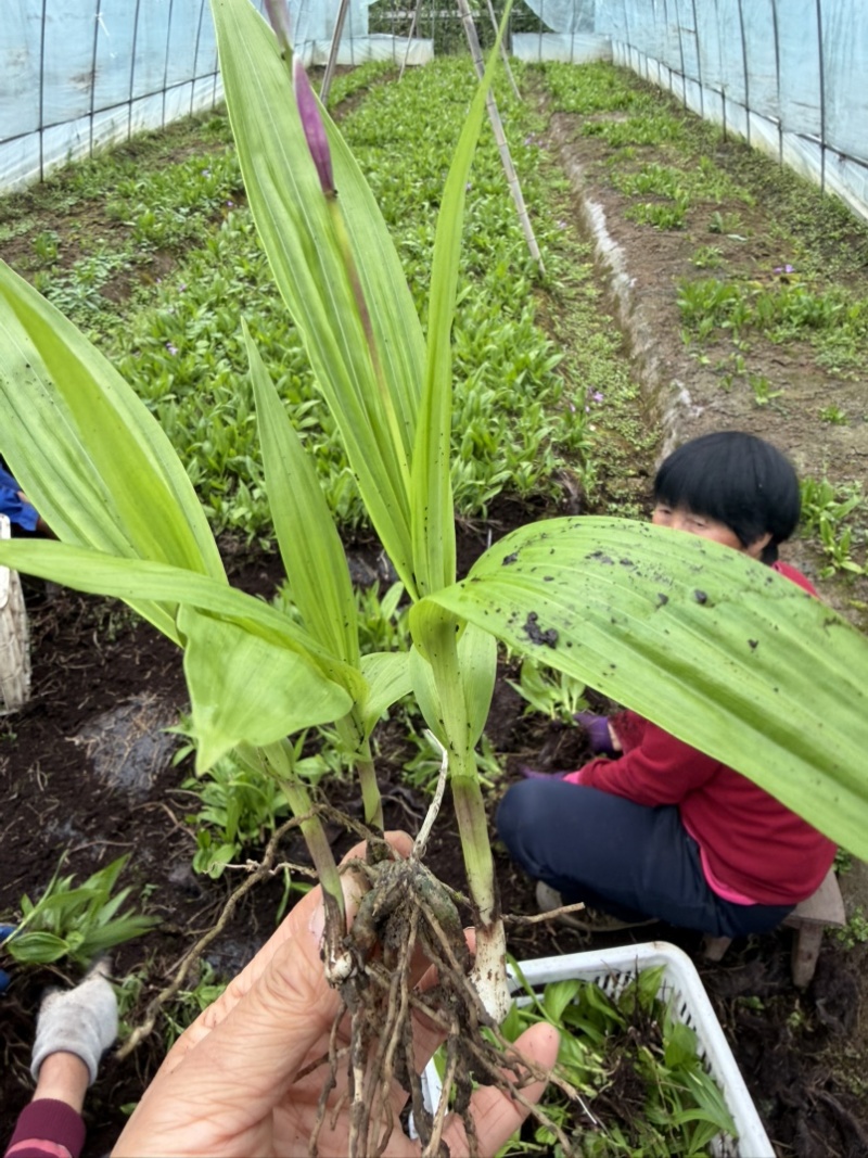露天紫花白芨驯化苗源头基地实地考察量大从优欢迎来电