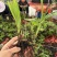 露天紫花白芨驯化苗源头基地实地考察量大从优欢迎来电