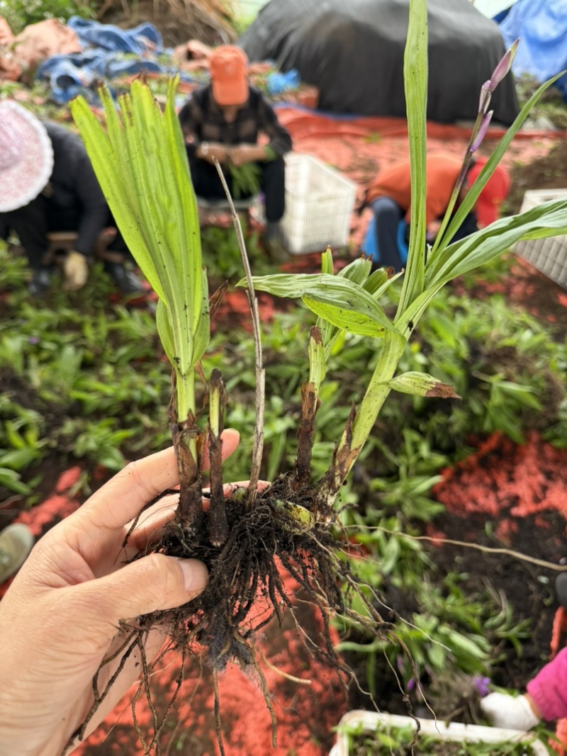 露天紫花白芨驯化苗源头基地实地考察量大从优欢迎来电