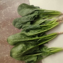 菠菜