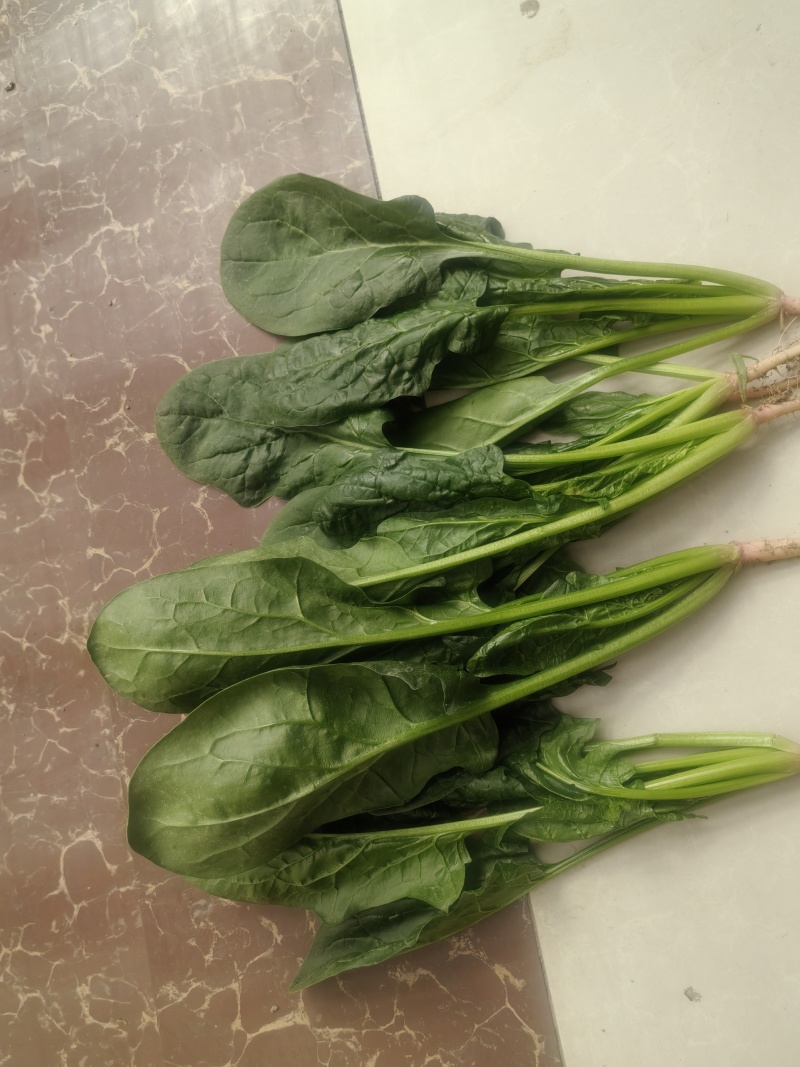菠菜