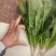 菠菜