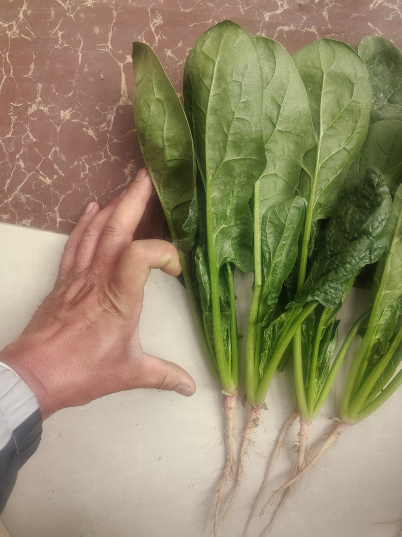 菠菜