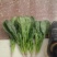 菠菜