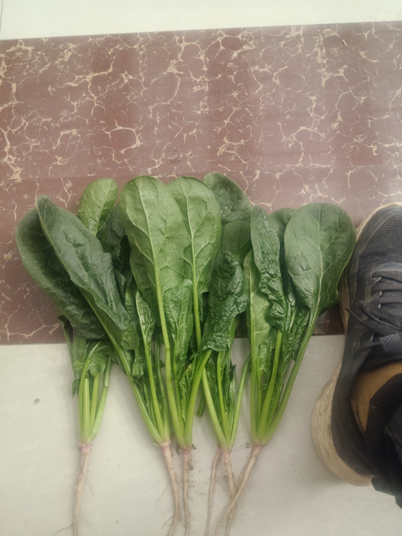 菠菜