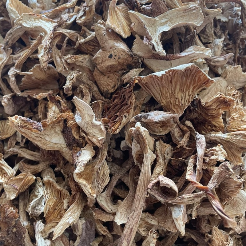 高原野生青杠菌干货天然菌菇肉质厚实产地直供大批量批发