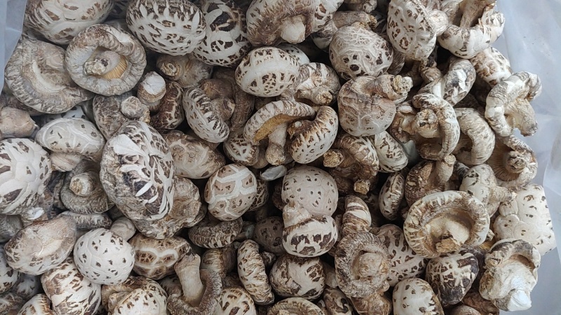 泌阳花菇通货产地直发带脚