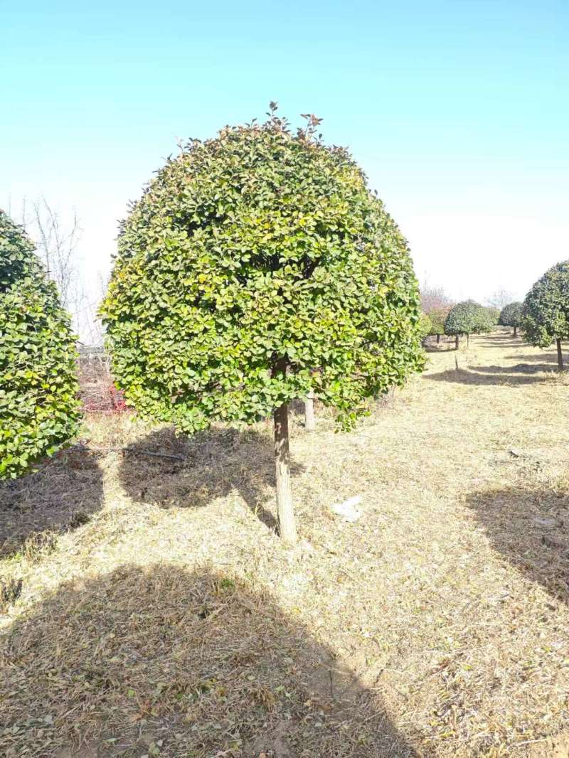 高接卫矛球，基地直供量大从优质量有保障，欢迎打电话咨询