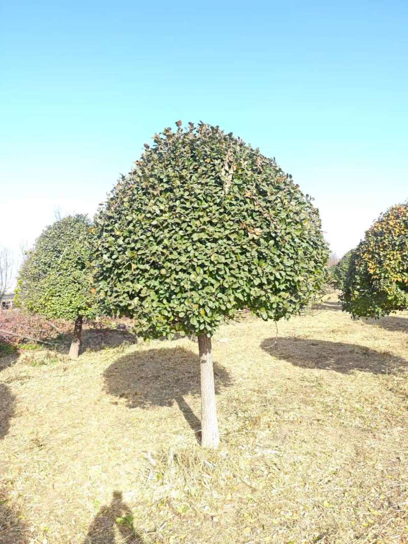 高接卫矛球，基地直供量大从优质量有保障，欢迎打电话咨询