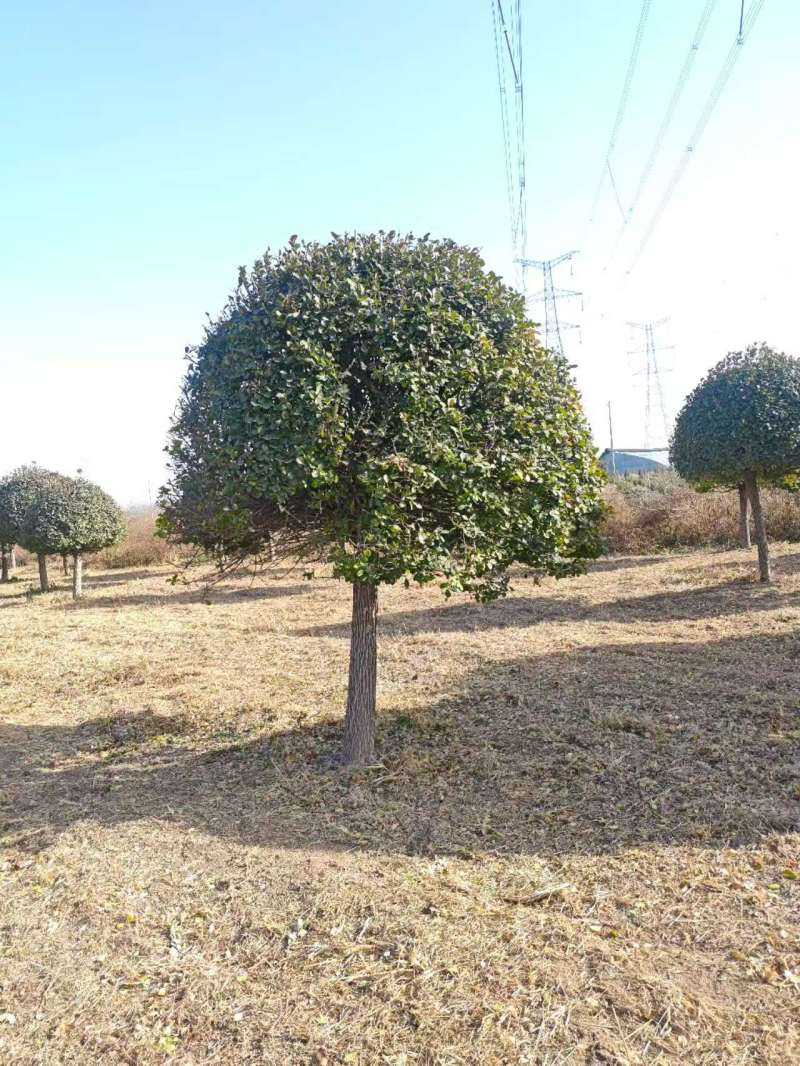 高接卫矛球，基地直供量大从优质量有保障，欢迎打电话咨询