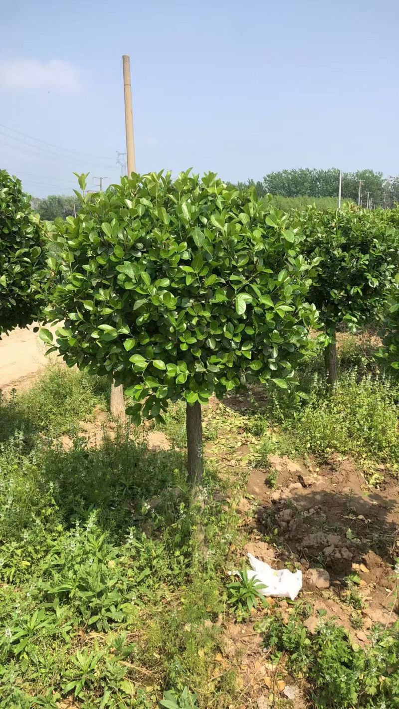 高接卫矛球，基地直供量大从优质量有保障，欢迎打电话咨询