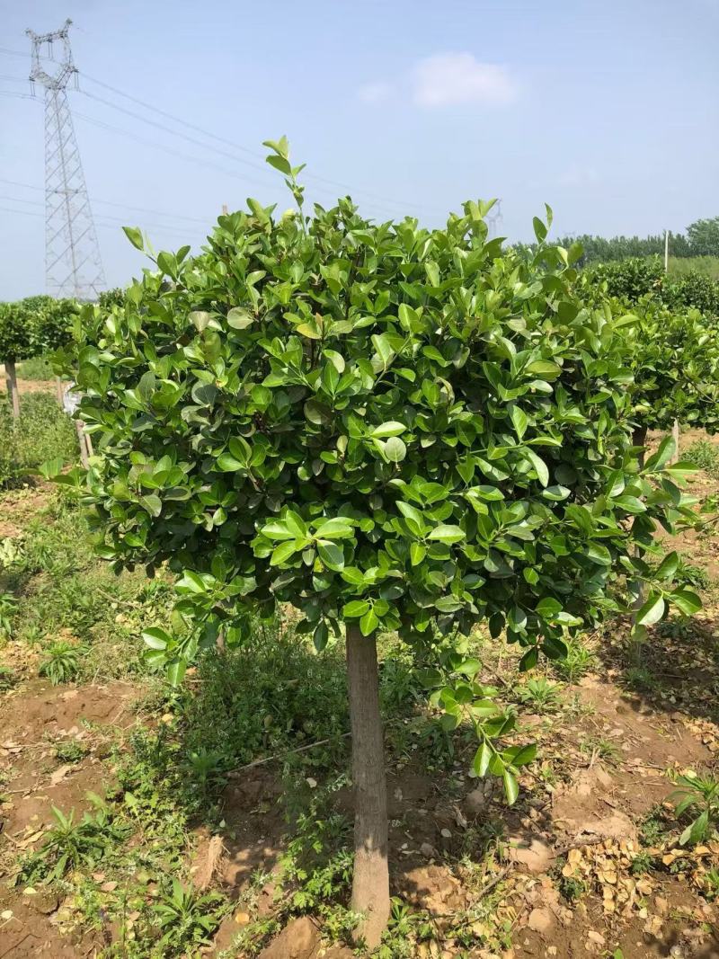 高接卫矛球，基地直供量大从优质量有保障，欢迎打电话咨询