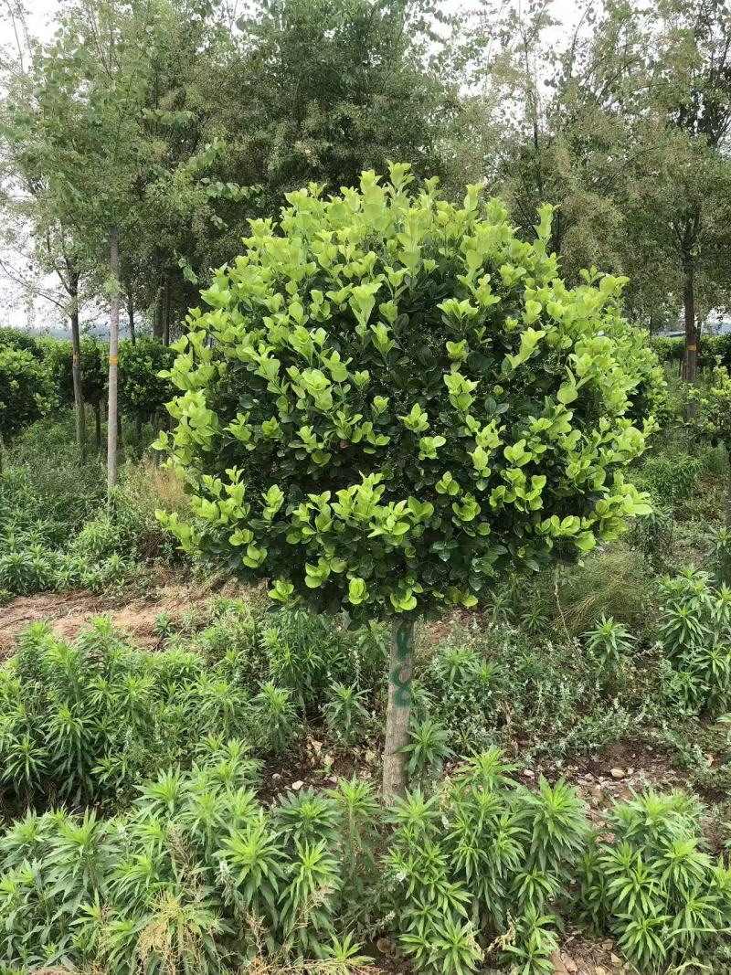 高接卫矛球，基地直供量大从优质量有保障，欢迎打电话咨询