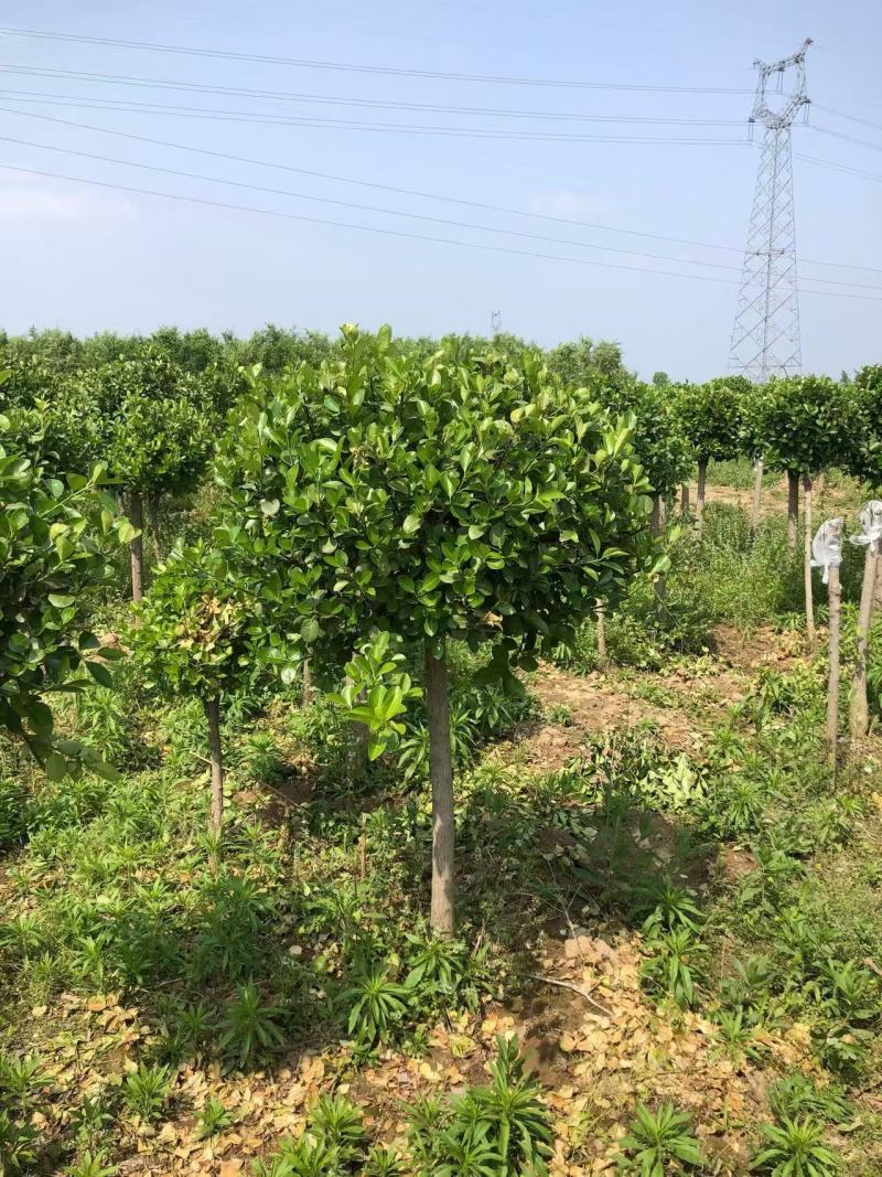 高接卫矛球，基地直供量大从优质量有保障，欢迎打电话咨询