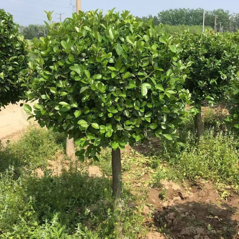 高接卫矛球，基地直供量大从优质量有保障，欢迎打电话咨询