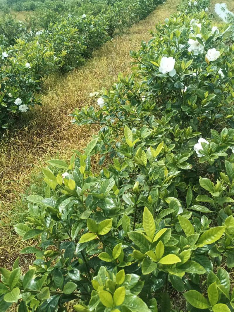大叶栀子花球栀子花规格齐全成活率高产地货源稳定