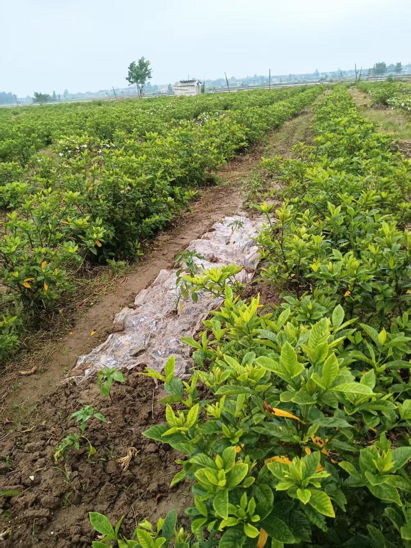 大叶栀子花球栀子花规格齐全成活率高产地货源稳定