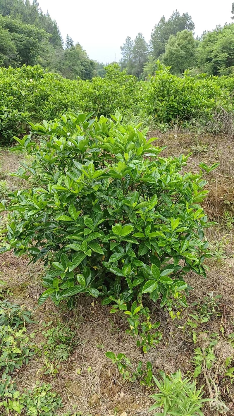 大叶栀子花球栀子花规格齐全成活率高产地货源稳定